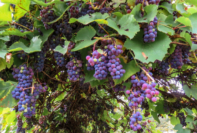 4K, grape, no people, winegrowing, wine harvest, healthy eating, food and drink, outdoors, plant, food, winemaking, tree, vineyard, fruit, nature, wellbeing