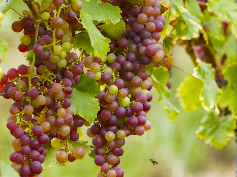 winery, leaves, red, growth, freshness, Wines, hanging, hill, food And Drink, red Grape, organic, crop, wines, vineyard, fruit, day, plant part, Grapes