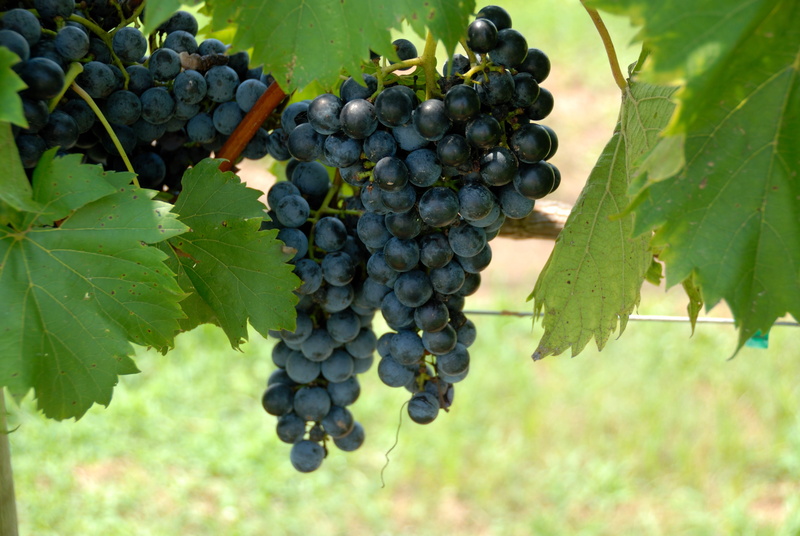 grapevine, no people, agriculture, grape vine, wine, leaf, red, plant part, purple, Fruit, nature, Grapes, harvest, scenic, Vineyard, wellbeing, food and drink