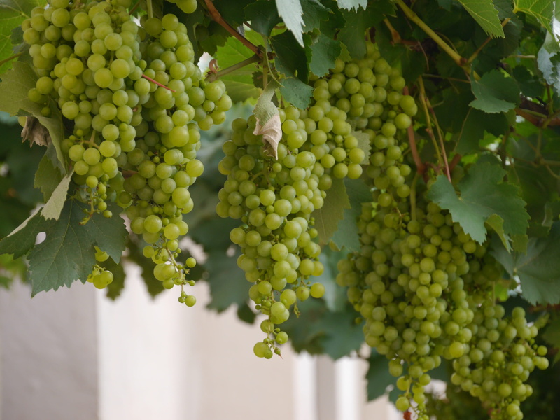 Wine, fruit, green grapes, ripe, growth, green Color, nature, summer, day, Vineyard, hanging, outdoors, plant part, leaf, plant, grapes, wine, wine from salta