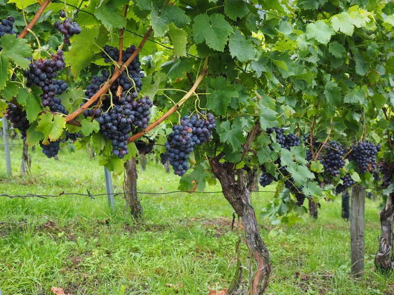 noble vine, agriculture, red grape, freshness, vine, vitis, pods, healthy eating, grape, food and drink, field, leaf, winemaking, food, ripe, varietal