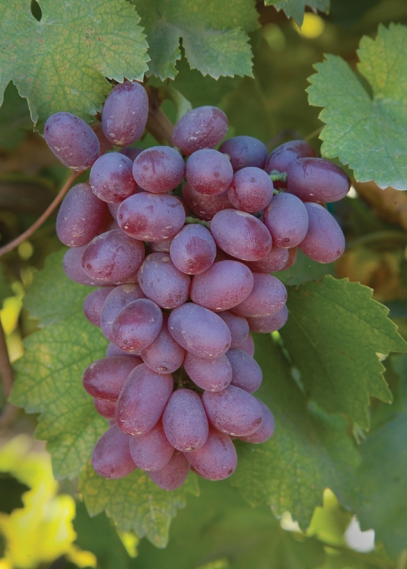 1080P, tree, plant part, growth, red, agriculture, harvest, farm, winery, leaf, food, freshness, grapevine, purple, growing, fruit, cluster, plant, beauty in nature