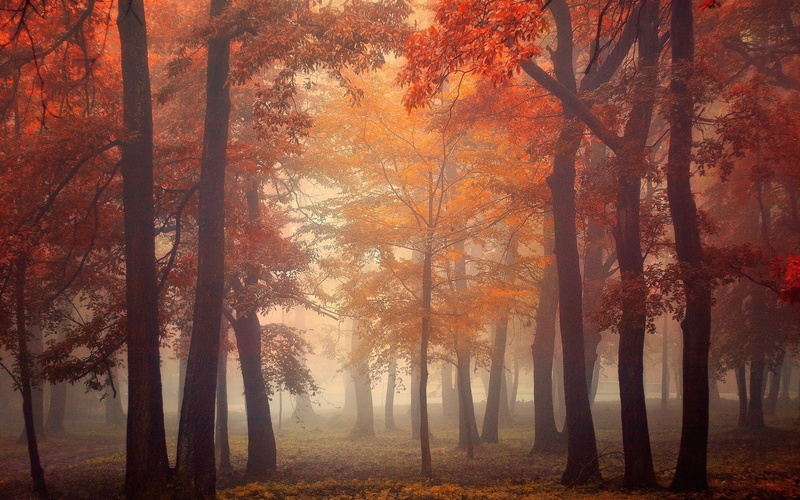 beauty in nature, red, autumn, mist, tranquil scene, tree trunk, sun, tree, fall, nature, land, scenics - nature, orange color, idyllic, no people, change