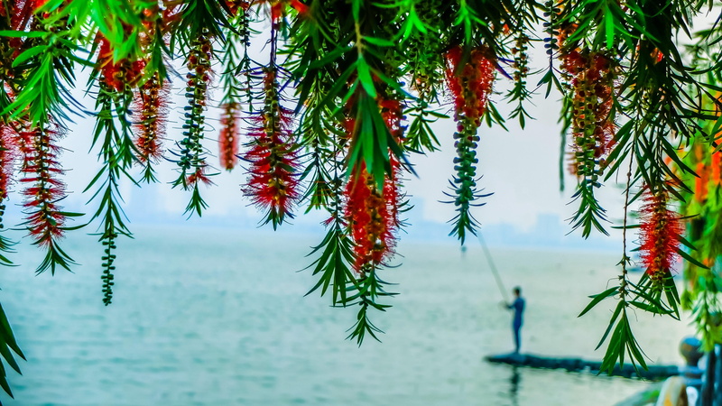 nature, photography, hanging, water, plant, no people, 4K, ha noi, beautiful, green color, tranquility, tree, vietnam, beauty in nature, lake, plant part