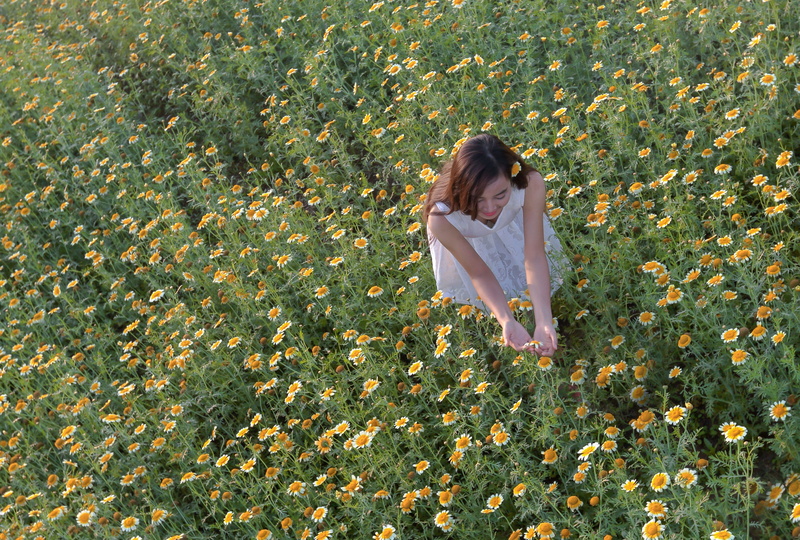 young adult, 2K, land, women, freshness, dress, woman, daisy, growth, outdoors, contemplation, flowers, leisure activity, the daisies, day, plant, young women
