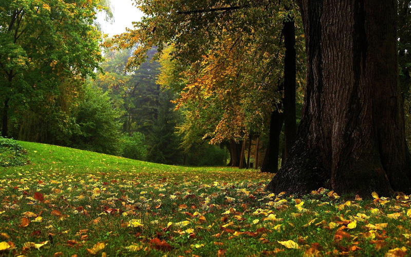 nature, glade, 2K, autumn, forest
