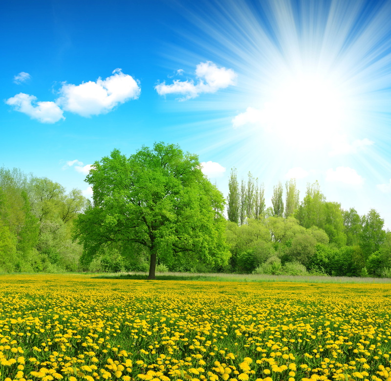 forest, day, sun, idyllic, meadow, dandelions, tree, field, trees, leaf, sunlight, tranquil Scene, the sun, flowers, park - Man Made Space, rural Scene
