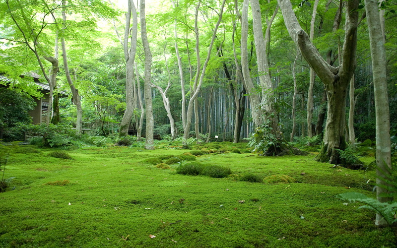 branch, springtime, 1080P, day, no People, fog, beauty In Nature, land, green, summer, trees, moss, leafed, plant, sunlight, grass, Japan, green Color