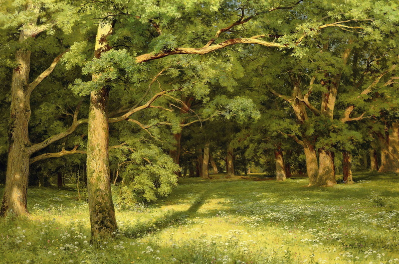 lush foliage, land, Forest Glade, green color, beauty in nature, trees, nature, outdoors, plant, field, tree, scenics - nature, landscape, tranquil scene