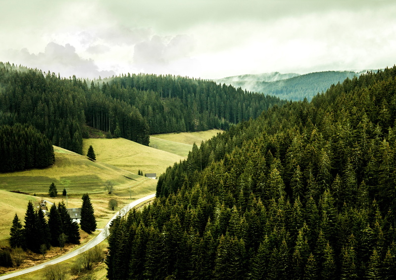 non-urban scene, idyllic, green, plant, sky, no people, cloud - sky, scenics - nature, forest, beauty in nature, tree, green color, autumn, environment