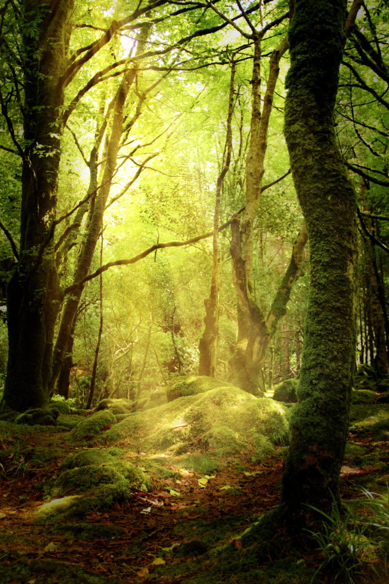 forest floor, woodland, tranquil scene, environment, no people, tranquility, sunlight, trunk, branch, autumn, non-urban scene, growth, tree trunk, tree