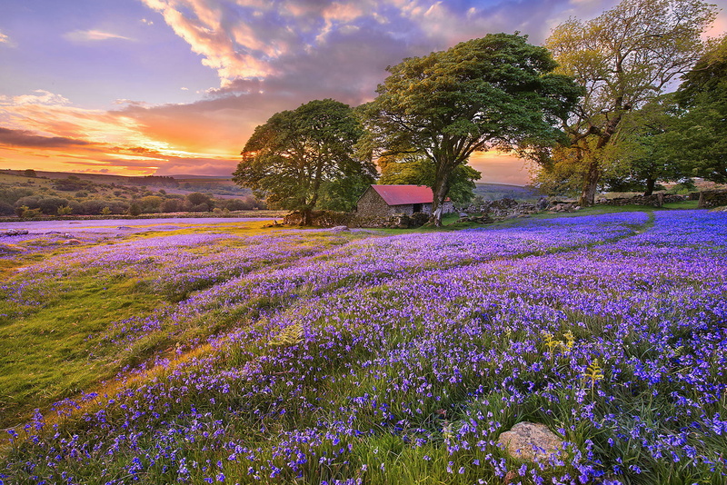 travel, flowerbed, land, flower Head, sunlight, scenics - nature, dusk, beauty In Nature, tree, hill, sunrise - Dawn, 1080P, agriculture, grass, purple