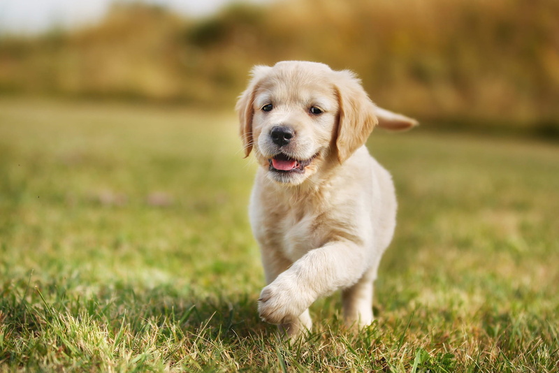 running, summer, glade, Retriever, joy, grass, baby, puppy, dog, 1080P, walk, background