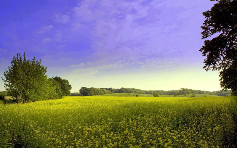 glade, meadow, trees, canola, no People, season, flowers, horizon, agriculture, forest, 1080P, springtime, pasture, beauty In Nature, sunlight, rural Scene