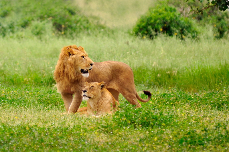 nature, lion - Feline, vertebrate, wilderness Area, Leo, lion, wildlife Reserve, domestic animals, 5K, lying Down, brown, female Animal, animal, outdoors