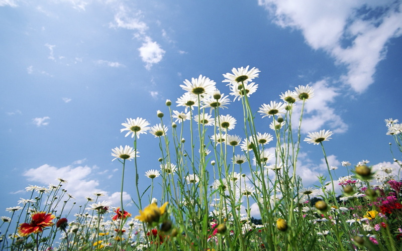 sky, 720P, flowers, glade
