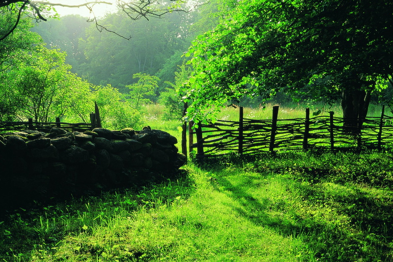 grass, nature and landscapes, 1080P, trees, glade, fens