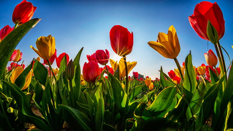 yellow, red, glade, blue background, field, a lot, stems, plantation, buds, 4K, greens, rays, spring, flowerbed, tulips, the sky, leaves, flowers, blue