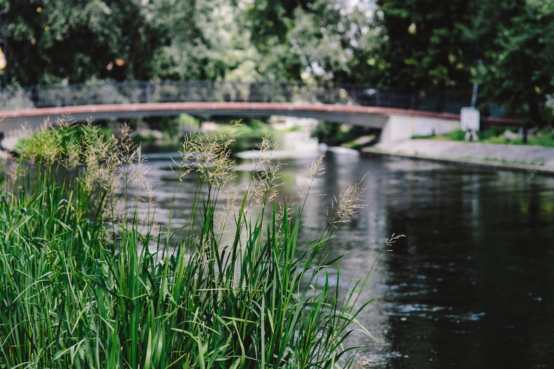 water, no people, green Color, tree, beauty in nature, park - Man Made Space, outdoors, 4K, tranquil scene, grass, growth, day, focus on foreground, bridge - Man Made Structure