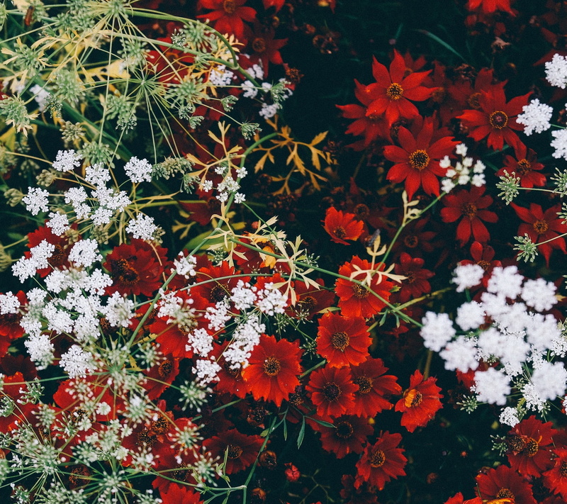 1080P, outdoors, freshness, flowers, close-up, plant, nature, no people, full frame, fragility, red, poppy, beauty in nature, day, red flowers, flowering plant