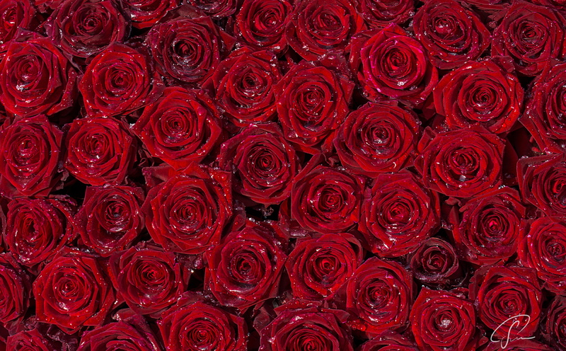 full frame, Bed of roses, red roses, no people, flower, backgrounds, Flowers, Floristik, red, blumen, rose - flower, background, Rose, flowering plant