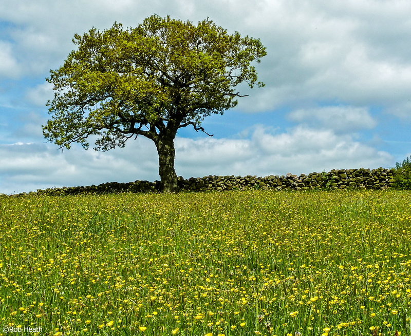 nature, sky, yellow, outdoors, flowers, meadows, 2K, bed, Tree, Buttercups, summer, field, blue, spring, rural Scene, growth, plant, agriculture