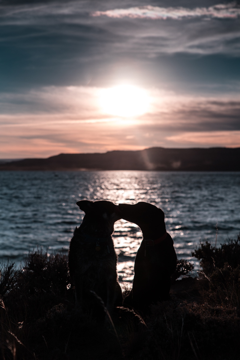 silhouette, sunset, rock, rock - object, sea, tranquil scene, water, rays, dog, two, beauty in nature, 8K, kissing, nature, land, cloud - sky, mood, dogs