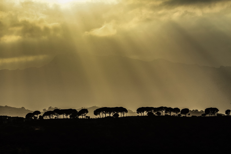 animal wildlife, scenics, trees, sky, domestic animals, nature, herbivorous, plain, copse, animal, animal themes, crepuscular, vertebrate, landscape, mountain