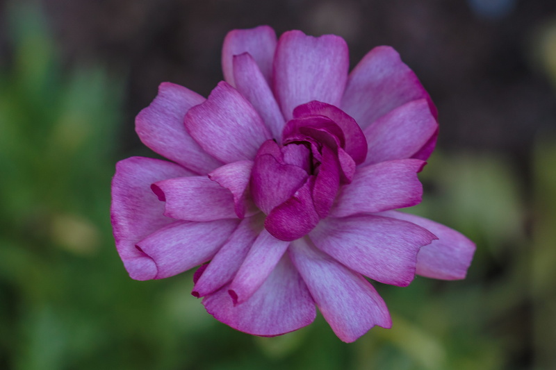 pink color, beauty in nature, petal, day, fragility, outdoors, flower, the garden view café at the chicago botanic garden, botany, glencoe, freshness, botanic garden