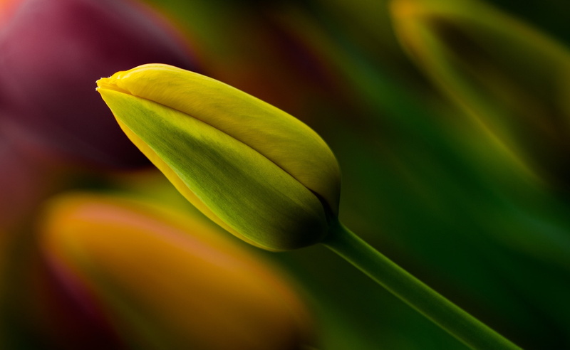 woodridge, d7000, Tulip, nikon, highlandpark, Yellow, Garden, illinois, Chicago, 2K, Macro, Botanic, Aero, unitedstates, floral, Spring, bud, chicagobotanicgarden
