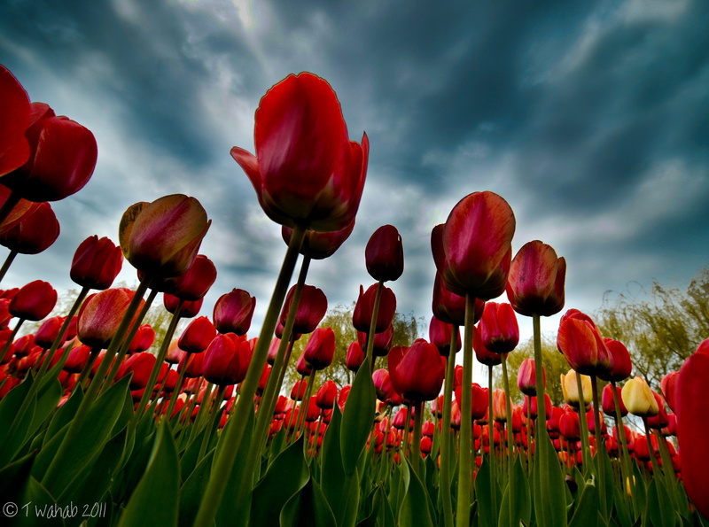 sky, highlandpark, Tulip, Botanic, Chicago, Spring, red, 4K, close-up, poppy, freshness, plant, nature, cloud - sky, d7000, Creepy, creepyclouds, field