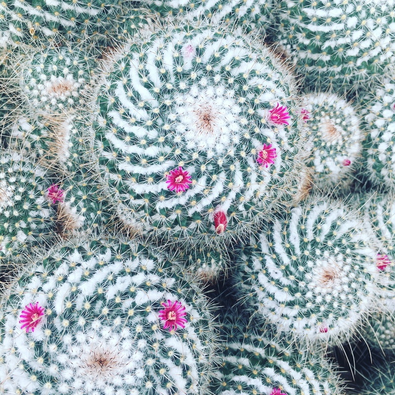 day, green color, flowering plant, united states, flower, flower head, pattern, nature, directly above, lake-cook/chicago botanic garden, outdoors, cactus