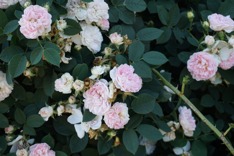 plant, close-up, leaf, outdoors, 5K, day, high angle view, glencoe, freshness, beauty in nature, flowering plant, nature, bunch of flowers, petal, no people