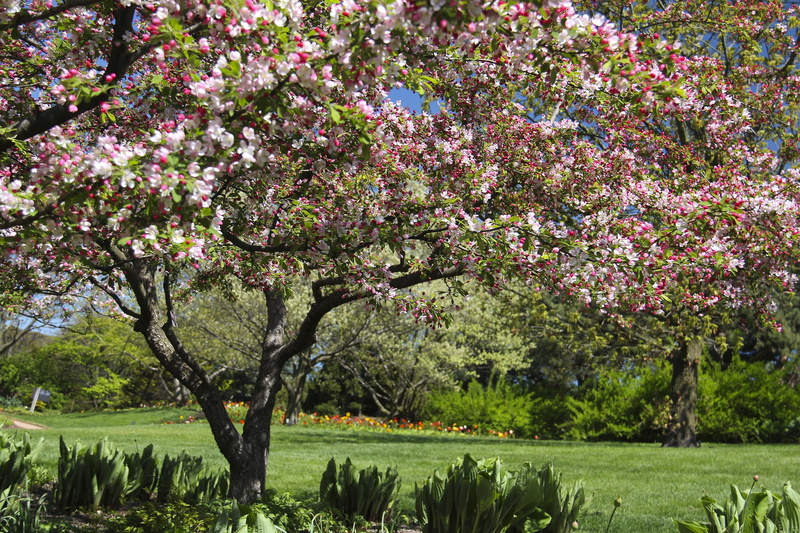 glencoe, garden, bloom, chicago, 1080P, illinois, botanic