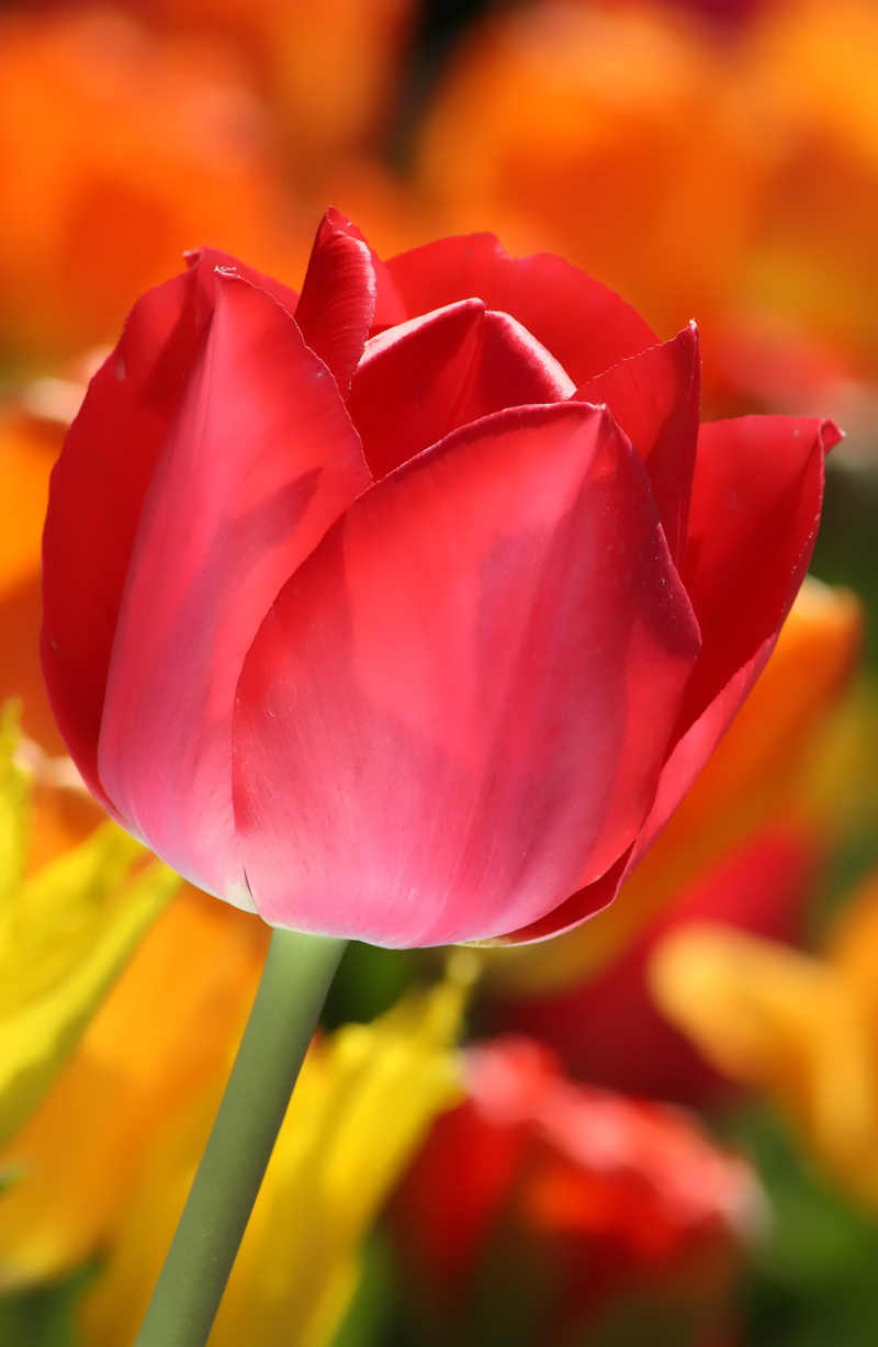 Tulip, beauty In Nature, spring, summer, leaf, rose, close-up, 4K, flower Head, freshness, pink rose, plant, selective, flower, pink, Photography, outdoors
