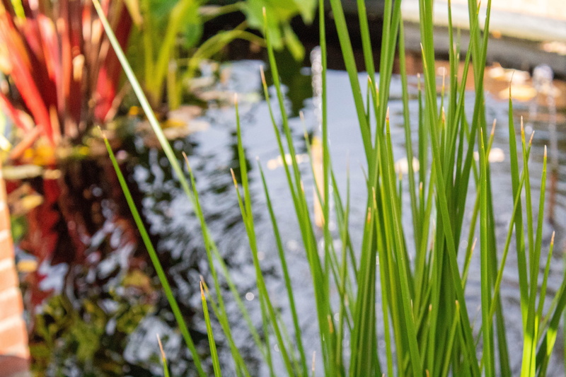 green, leaf, plant part, tranquility, blade of grass, nature, glencoe, plant, grass, united states, green color, chicago botanic garden, bamboo - plant