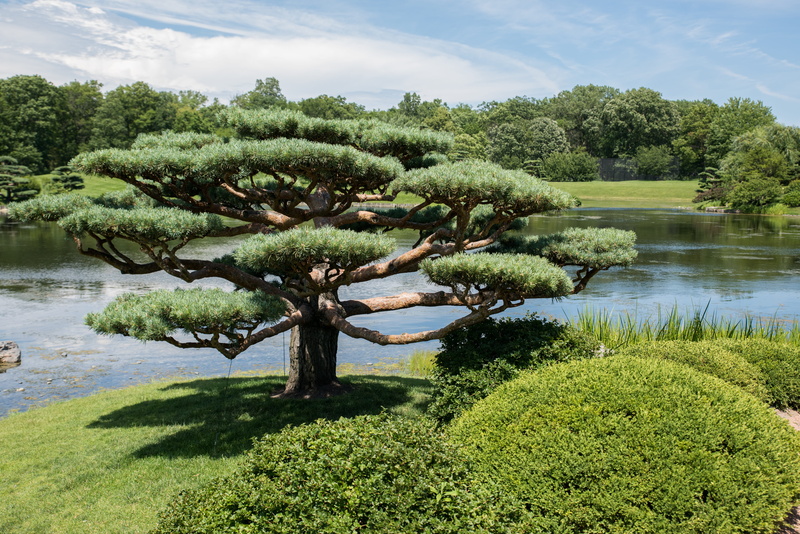 growth, garden, green color, day, grass, water, japanese garden, lake, tranquility, sunlight, 5K, nature, no people, sky, scenics - nature, tree, plant