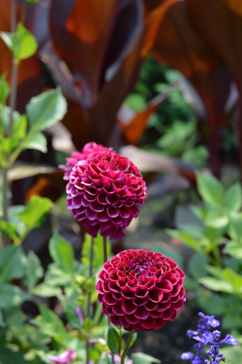 day, fragility, freshness, plant, flower head, red, petal, flowers, growth, chicago, flower, beauty in nature, flowering plant, 5K, leaf, no people, close-up