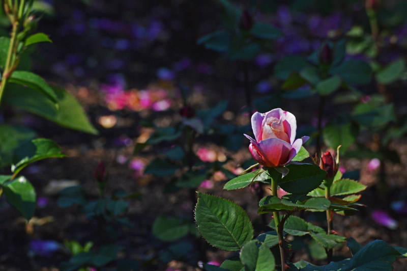 plant part, flower, vulnerability, color, petal, growth, fragility, day, plant, chicago botanic gardens, outdoors, flowers, beauty in nature, pink Color
