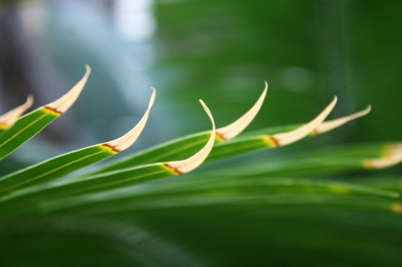 green, 4K, close-up, edges, green plant, freshness, Chicago Botanic Garden, leaf, plant, photography, macro photography, macro, Brown, botany, green  leaves