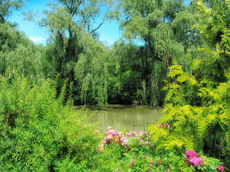 beauty in nature, no people, tree, chicago botanical garden, growth, flowers, outdoors, flowering plant, tranquility, forest, plant, lush foliage, spring