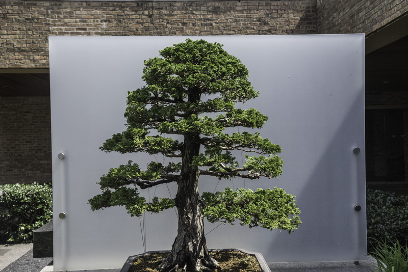 Small, bonzai, no People, indoors, house, bonsai tree, architecture, Trees, building, built structure, public domain, plant part, day, 5K, pine trees