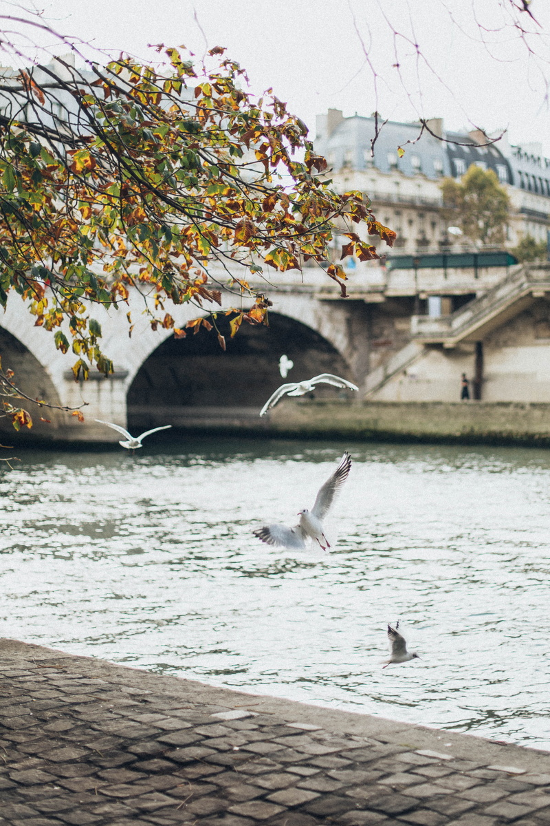 seagulls, birds, 5K, day, concrete, sight, vertebrate, outdoors, landscape, group of animals, cobblestone, no people, plant, animal, animals in the wild