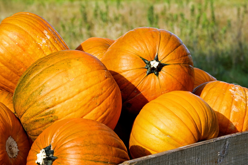 no people, nature, orange color, thanksgiving, 4K, sale, food and drink, yellow, wellbeing, organic, autumn, close-up, day, golden autumn, october, halloween