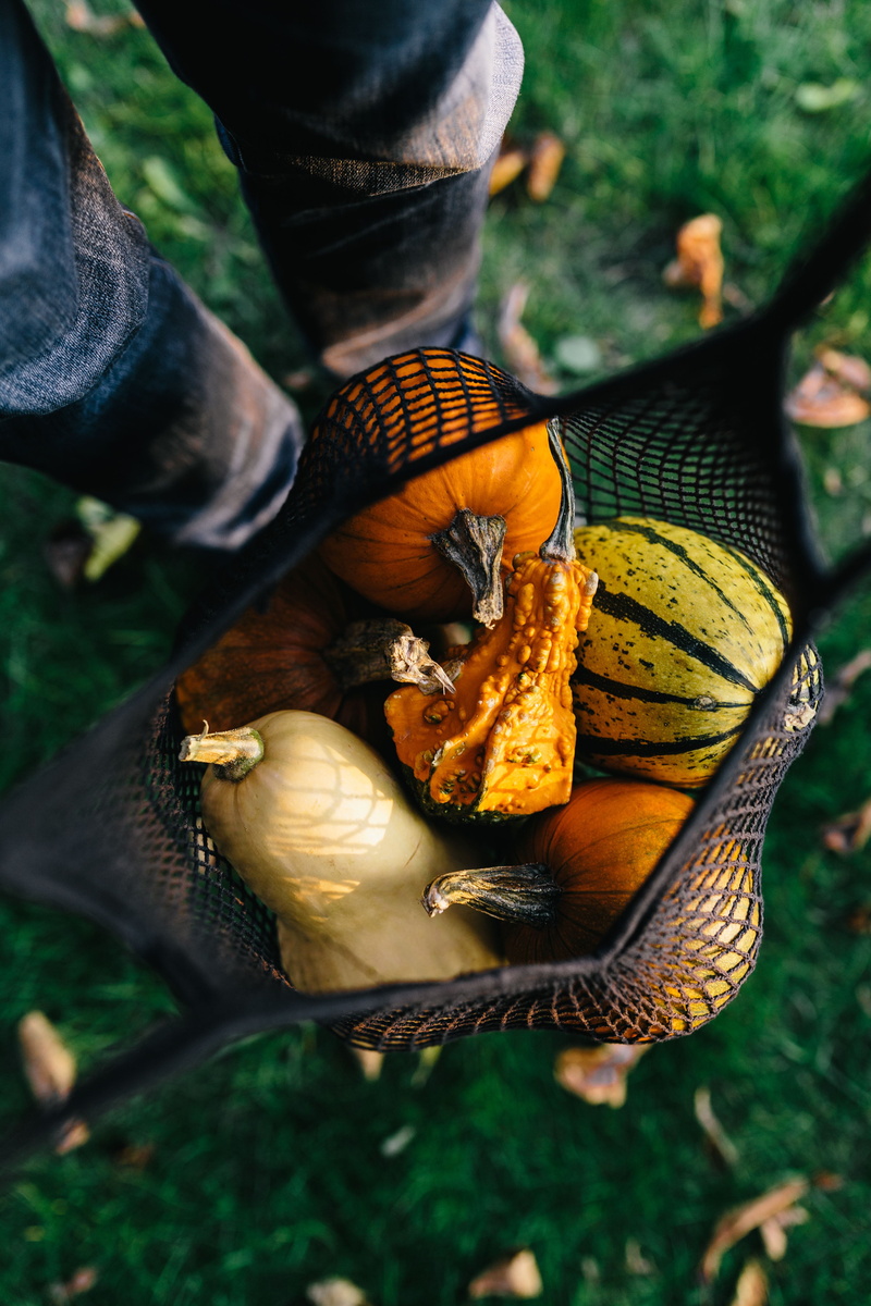 october, vegetable, food, 5K, health, pumpkins, november, butterfly - insect, outdoors, pumpkin, day, animals in the wild, plant part, fall, land, focus on foreground