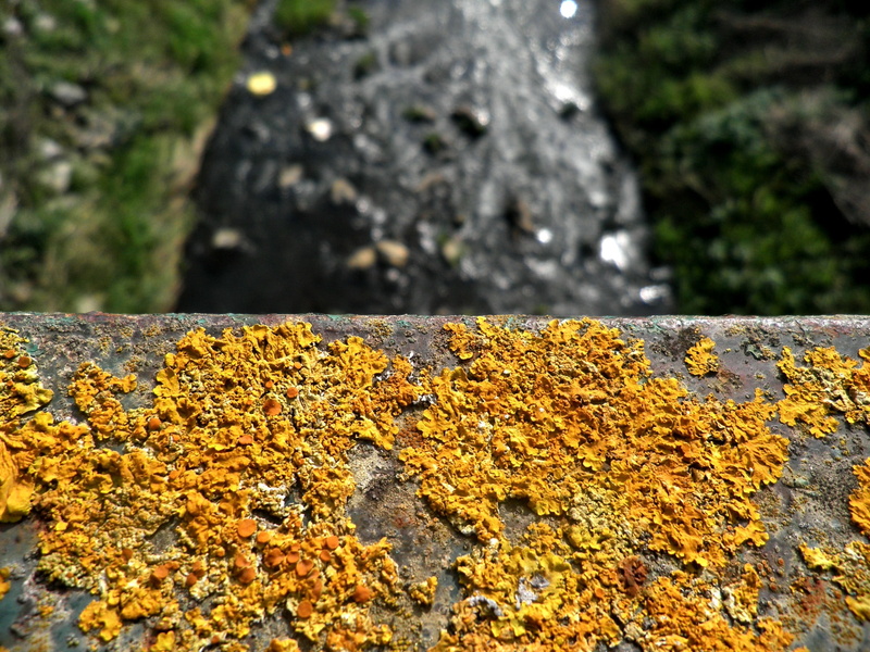 plant, sunlight, growth, 1080P, rust, moss, outdoors, no people, rough, focus on foreground, lichen, rock, textured, blurred, weathered, nature, close-up