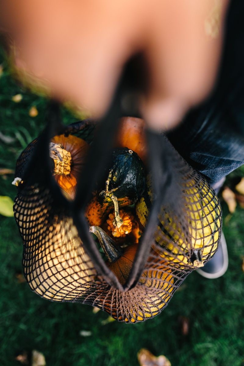 no people, close-up, focus on foreground, seasonal, outdoors, november, nature, fall, animals in the wild, one animal, invertebrate, food, body part, insect