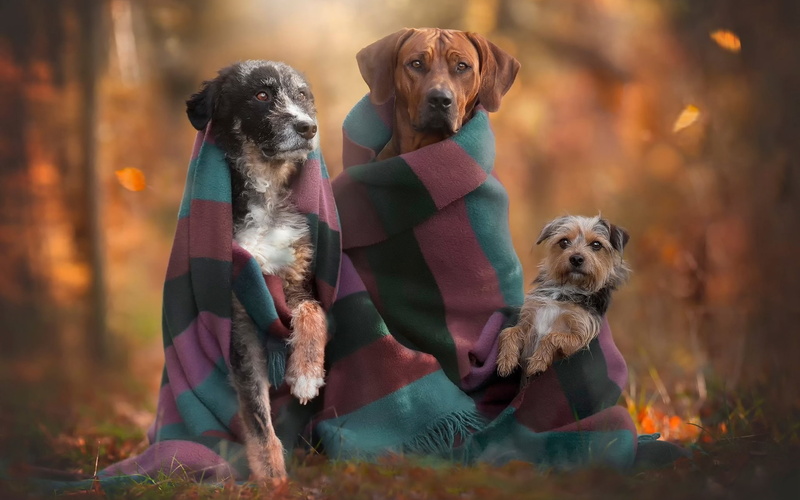 Autumn, 1080P, Family, Dogs