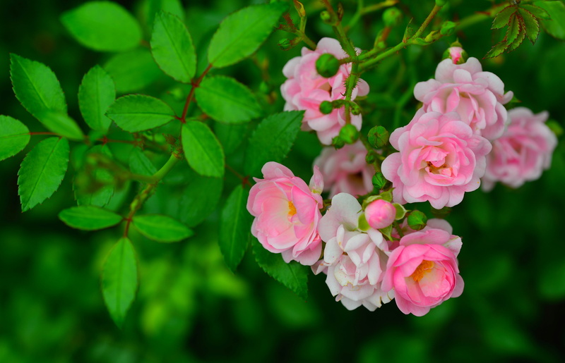 branch, briar, leaf, close-up, lilac, vulnerability, no people, inflorescence, green color, springtime, outdoors, day, beauty in nature, focus on foreground