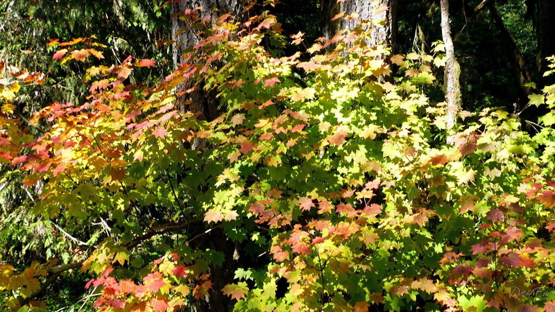 colors, fall, october, autumn, forests, widescreen, 1080P, washington, 3d and abstract, seasons